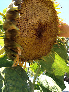 Sunflower Seed Math: Adding
